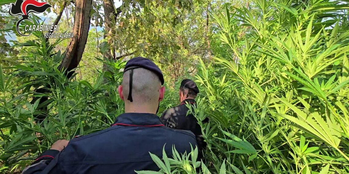 Scoperta dai Carabinieri una piantagione con oltre 1.000 piante di marijuana