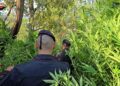 Scoperta dai Carabinieri una piantagione con oltre 1.000 piante di marijuana 3 Scoperta dai Carabinieri una piantagione con oltre 1.000 piante di marijuana