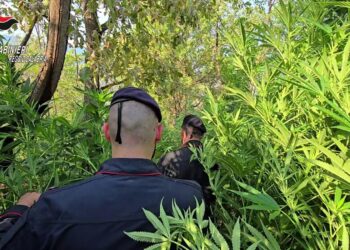 Scoperta dai Carabinieri una piantagione con oltre 1.000 piante di marijuana 5 Scoperta dai Carabinieri una piantagione con oltre 1.000 piante di marijuana