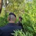 Scoperta dai Carabinieri una piantagione con oltre 1.000 piante di marijuana