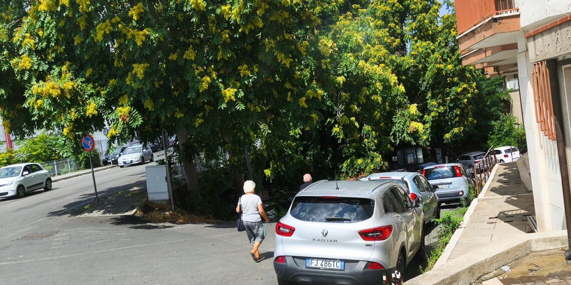 Vibo Valentia, rami sopra le auto e a ridosso dei pedoni in centro città: una situazione che merita attenzione 1 Vibo Valentia, rami sopra le auto e a ridosso dei pedoni in centro città: una situazione che merita attenzione