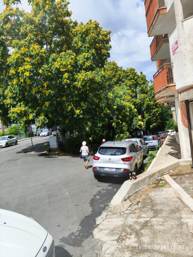 Vibo Valentia, rami sopra le auto e a ridosso dei pedoni in centro città: una situazione che merita attenzione 2 alberi rami ingombranti