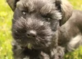 Una vacanza diventata tragedia: l’amore per un cane, la paura per un figlio e quei pochi secondi che hanno cambiato tutto
