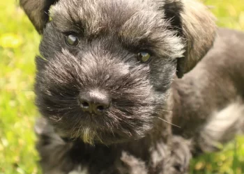 Una vacanza diventata tragedia: l’amore per un cane, la paura per un figlio e quei pochi secondi che hanno cambiato tutto