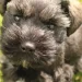 Una vacanza diventata tragedia: l’amore per un cane, la paura per un figlio e quei pochi secondi che hanno cambiato tutto 8 Una vacanza diventata tragedia: l’amore per un cane, la paura per un figlio e quei pochi secondi che hanno cambiato tutto