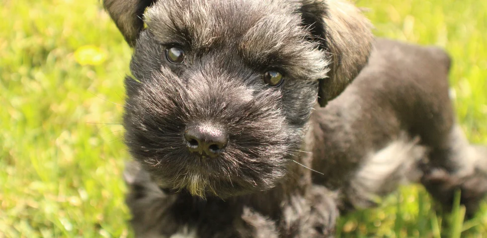 Una vacanza diventata tragedia: l’amore per un cane, la paura per un figlio e quei pochi secondi che hanno cambiato tutto 1 Una vacanza diventata tragedia: l’amore per un cane, la paura per un figlio e quei pochi secondi che hanno cambiato tutto
