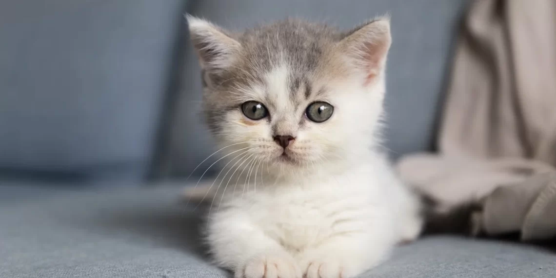 La banalità del male: quando uno scarpone contro un gattino racconta un pericolo per tutti noi