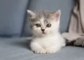 La banalità del male: quando uno scarpone contro un gattino racconta un pericolo per tutti noi