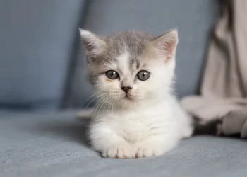 La banalità del male: quando uno scarpone contro un gattino racconta un pericolo per tutti noi