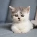 La banalità del male: quando uno scarpone contro un gattino racconta un pericolo per tutti noi 9 La banalità del male: quando uno scarpone contro un gattino racconta un pericolo per tutti noi