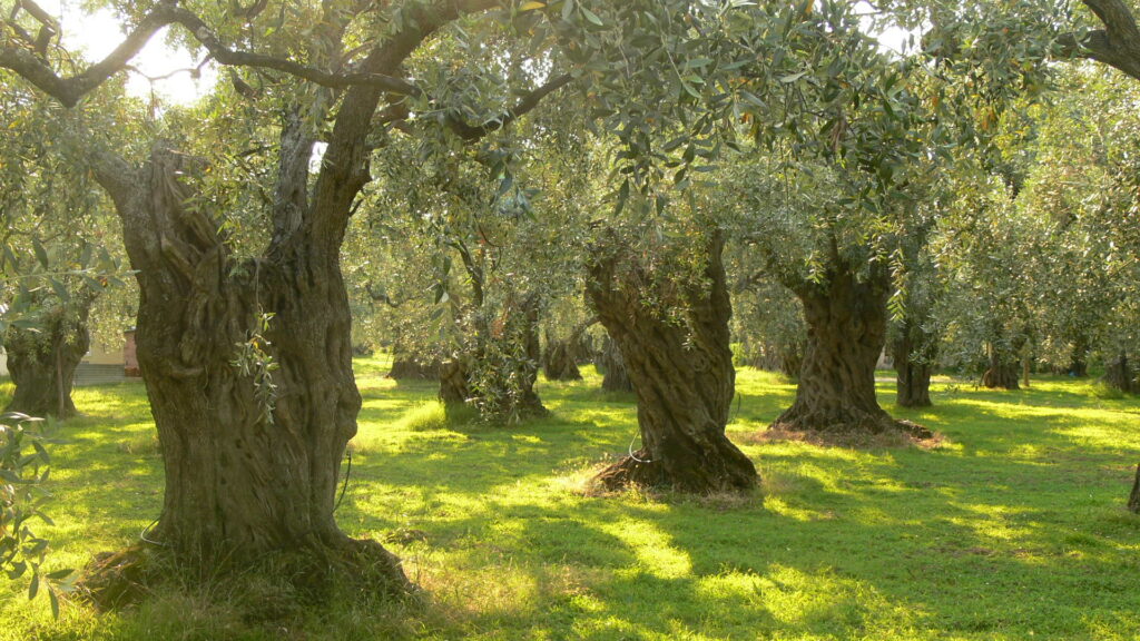 Il DNA degli olivi secolari svela i segreti della Calabria: scoperti tre alberi geneticamente fuori dal comune 3 oliveto2