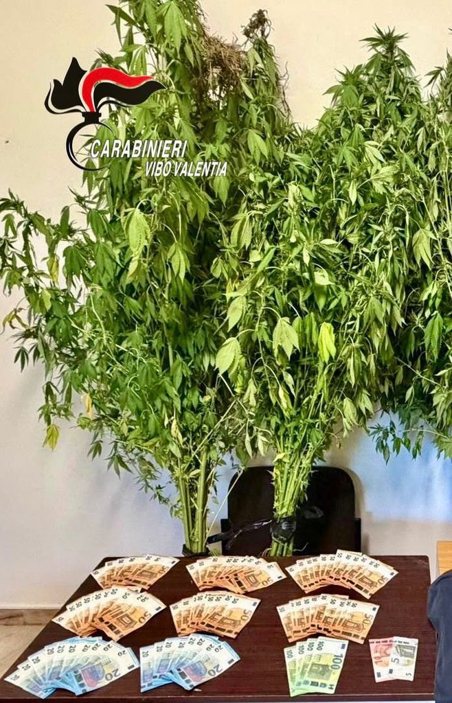 I Carabinieri individuano piantagioni di cannabis indica a Joppolo e a Nardodipace 4 WhatsApp Image 2026 09 05 at 13.18.37 1
