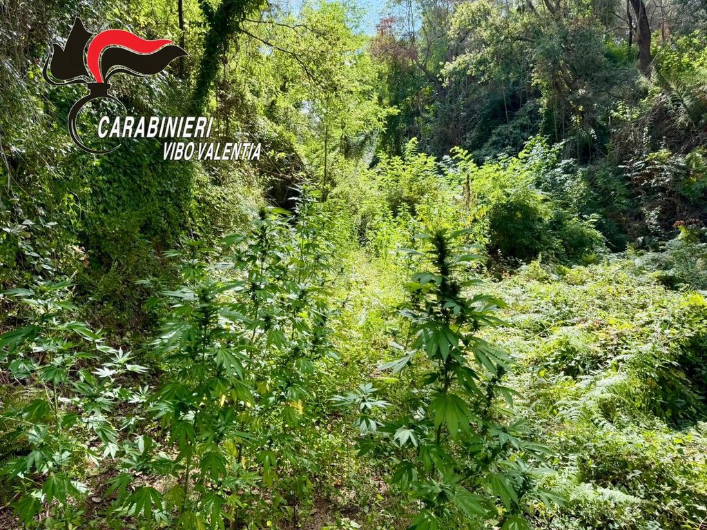 I Carabinieri individuano piantagioni di cannabis indica a Joppolo e a Nardodipace 2 WhatsApp Image 2026 09 05 at 13.18.38