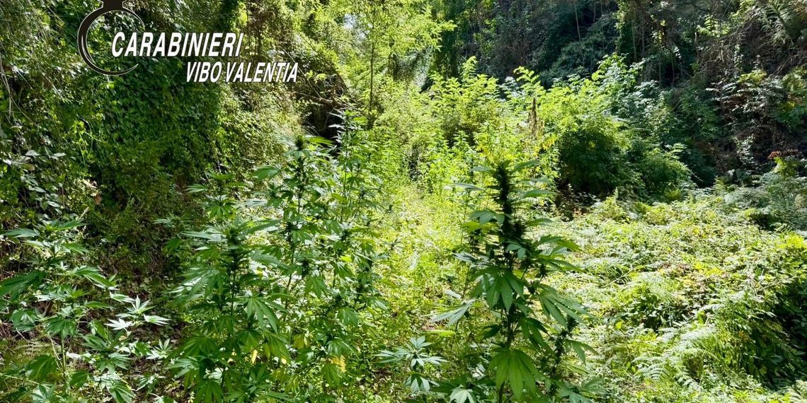 I Carabinieri individuano piantagioni di cannabis indica a Joppolo e a Nardodipace 1 I Carabinieri individuano piantagioni di cannabis indica a Joppolo e a Nardodipace