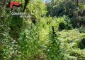 I Carabinieri individuano piantagioni di cannabis indica a Joppolo e a Nardodipace 12 I Carabinieri individuano piantagioni di cannabis indica a Joppolo e a Nardodipace