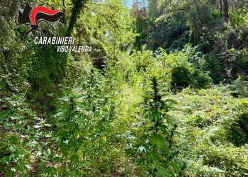 I Carabinieri individuano piantagioni di cannabis indica a Joppolo e a Nardodipace 6 I Carabinieri individuano piantagioni di cannabis indica a Joppolo e a Nardodipace