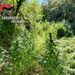 I Carabinieri individuano piantagioni di cannabis indica a Joppolo e a Nardodipace 9 I Carabinieri individuano piantagioni di cannabis indica a Joppolo e a Nardodipace