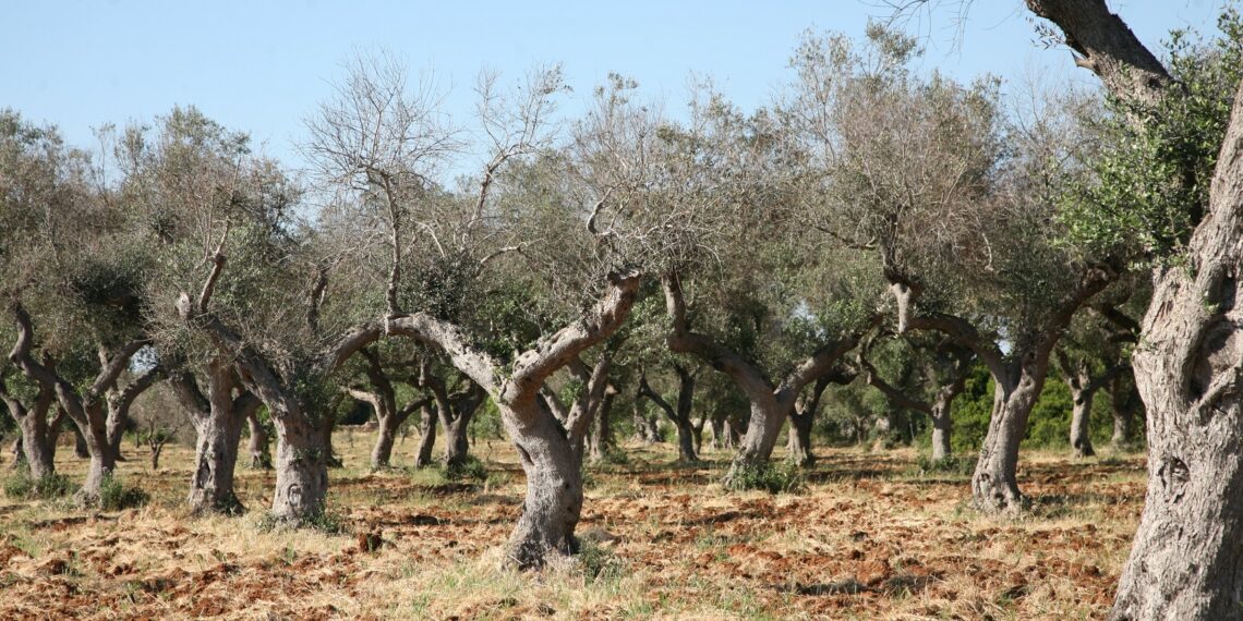 Accertato un focolaio di Xylella a Taurianova in contrada Olivetella: la Regione interviene. L’annuncio dell’assessore Gallo (VIDEO)