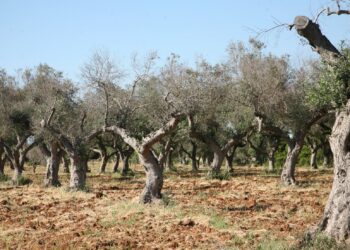 Accertato un focolaio di Xylella a Taurianova in contrada Olivetella: la Regione interviene. L’annuncio dell’assessore Gallo (VIDEO)