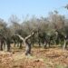 Accertato un focolaio di Xylella a Taurianova in contrada Olivetella: la Regione interviene. L’annuncio dell’assessore Gallo (VIDEO)