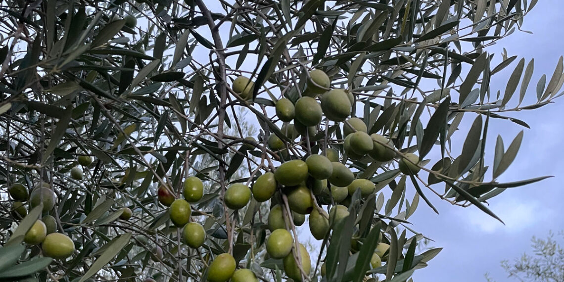 Xylella, la Calabria alza la guardia: il batterio arriva a Taurianova. «Ora servono scienza, rapidità e responsabilità»