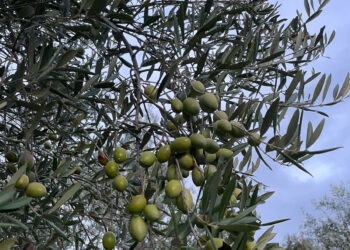 Xylella, la Calabria alza la guardia: il batterio arriva a Taurianova. «Ora servono scienza, rapidità e responsabilità»
