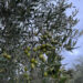 Xylella, la Calabria alza la guardia: il batterio arriva a Taurianova. «Ora servono scienza, rapidità e responsabilità»