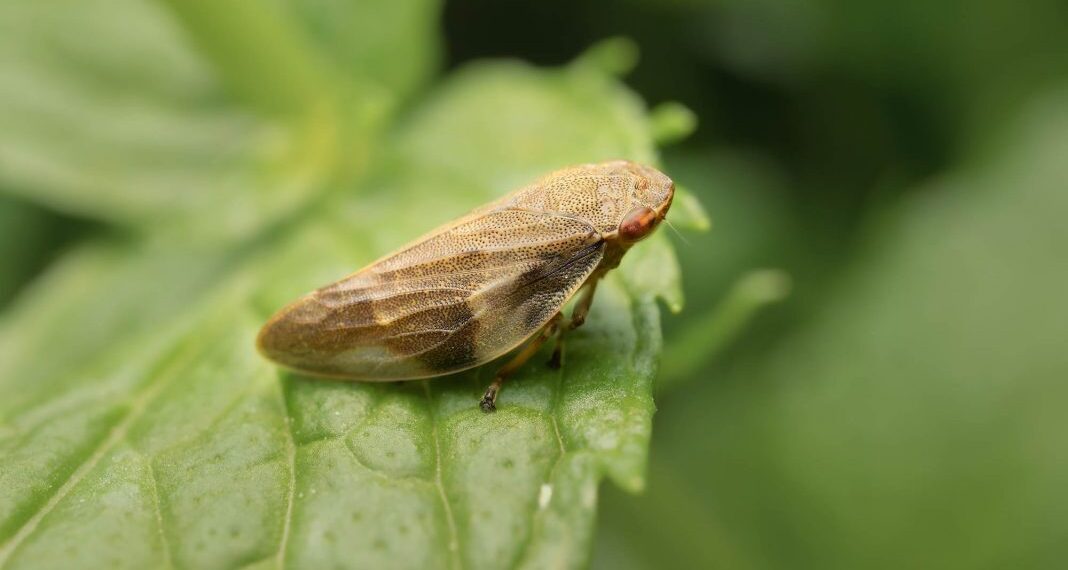 Xylella, dal mondo dell’olio e dal Vibonese un appello alla massima vigilanza 1 Xylella, dal mondo dell’olio e dal Vibonese un appello alla massima vigilanza