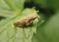 Xylella, dal mondo dell’olio e dal Vibonese un appello alla massima vigilanza