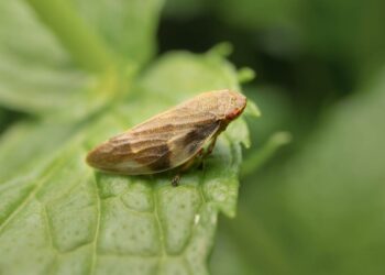 Xylella, dal mondo dell’olio e dal Vibonese un appello alla massima vigilanza