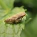 Xylella, dal mondo dell’olio e dal Vibonese un appello alla massima vigilanza 8 Xylella, dal mondo dell’olio e dal Vibonese un appello alla massima vigilanza